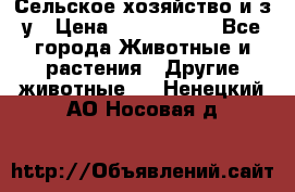 Сельское хозяйство и з/у › Цена ­ 2 500 000 - Все города Животные и растения » Другие животные   . Ненецкий АО,Носовая д.